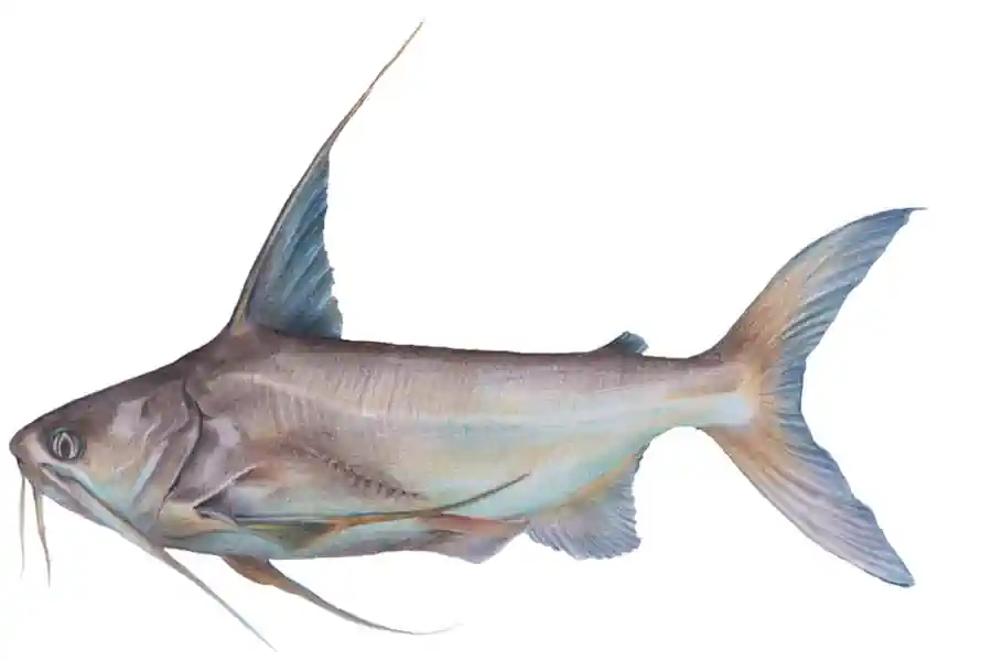 Bagre-Bandeira: O Peixe de Couro dos Estuários – Características, Pesca e Cuidados Essenciais 2 Bagre-Bandeira O Peixe de Couro dos Estuários