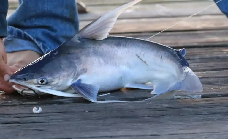 Bagre-Bandeira O Peixe de Couro dos Estuários
