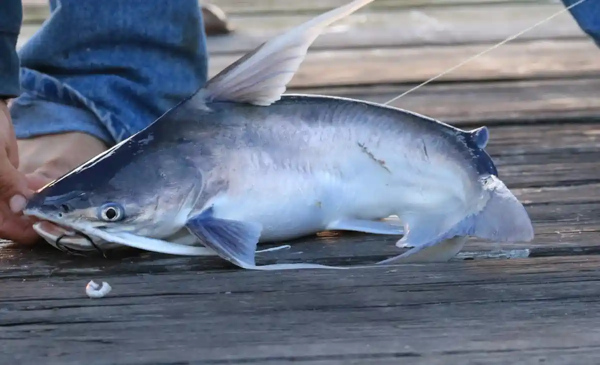 Bagre-Bandeira: O Peixe de Couro dos Estuários – Características, Pesca e Cuidados Essenciais 11 Bagre-Bandeira O Peixe de Couro dos Estuários