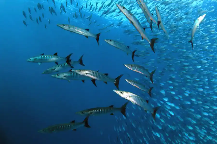 Barracuda: Guia Completo do Predador Veloz dos Oceanos Tropicais 2 Barracuda Guia Completo