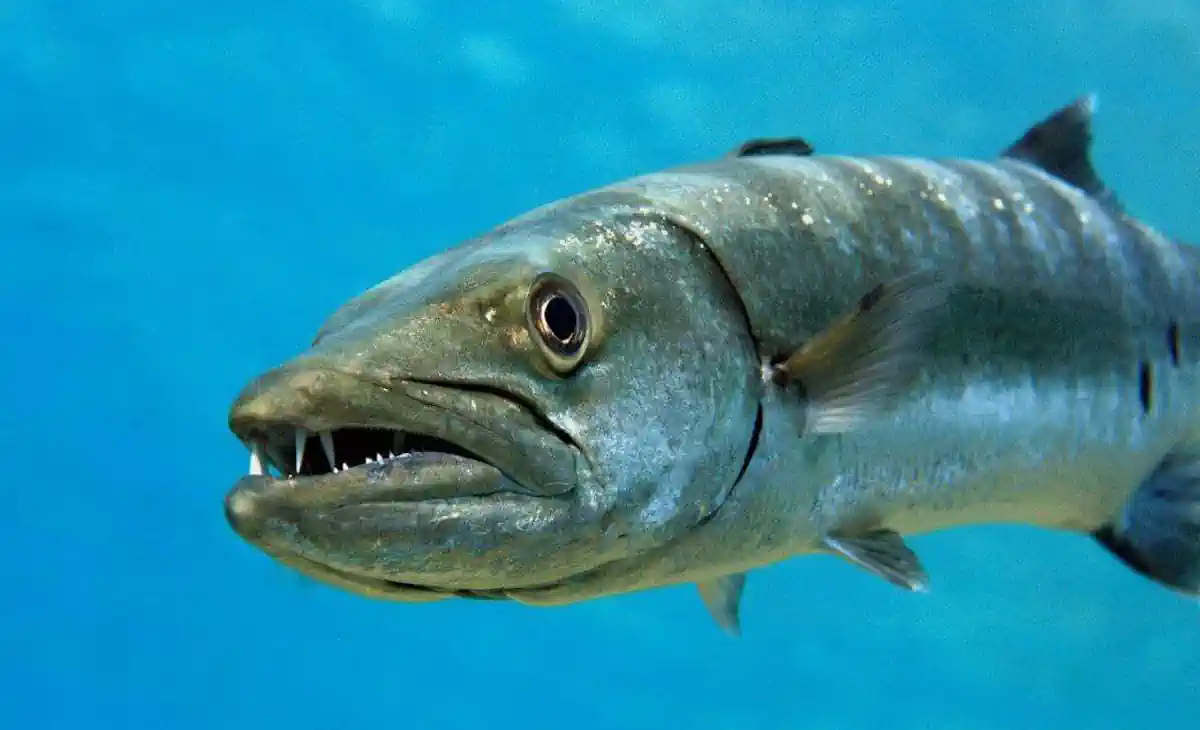 Barracuda: Guia Completo do Predador Veloz dos Oceanos Tropicais 1 Barracuda Guia Completo