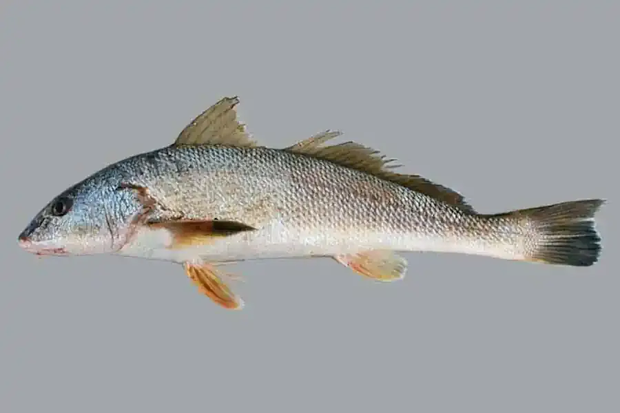 Betara O Peixe de Fundo das Praias Brasileiras