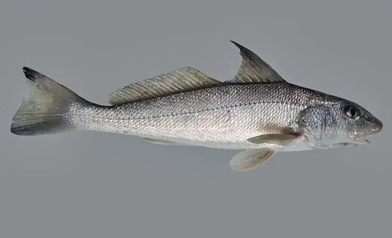 Betara O Peixe de Fundo das Praias Brasileiras