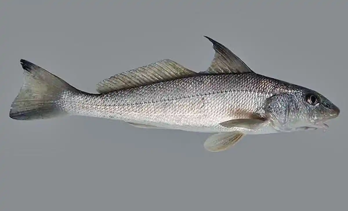 Betara O Peixe de Fundo das Praias Brasileiras