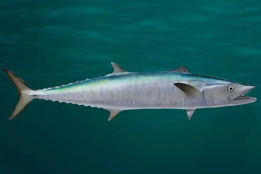 Cavala: Guia Completo do Peixe Veloz que Domina as Águas Brasileiras 2 Cavala Guia Completo do Peixe