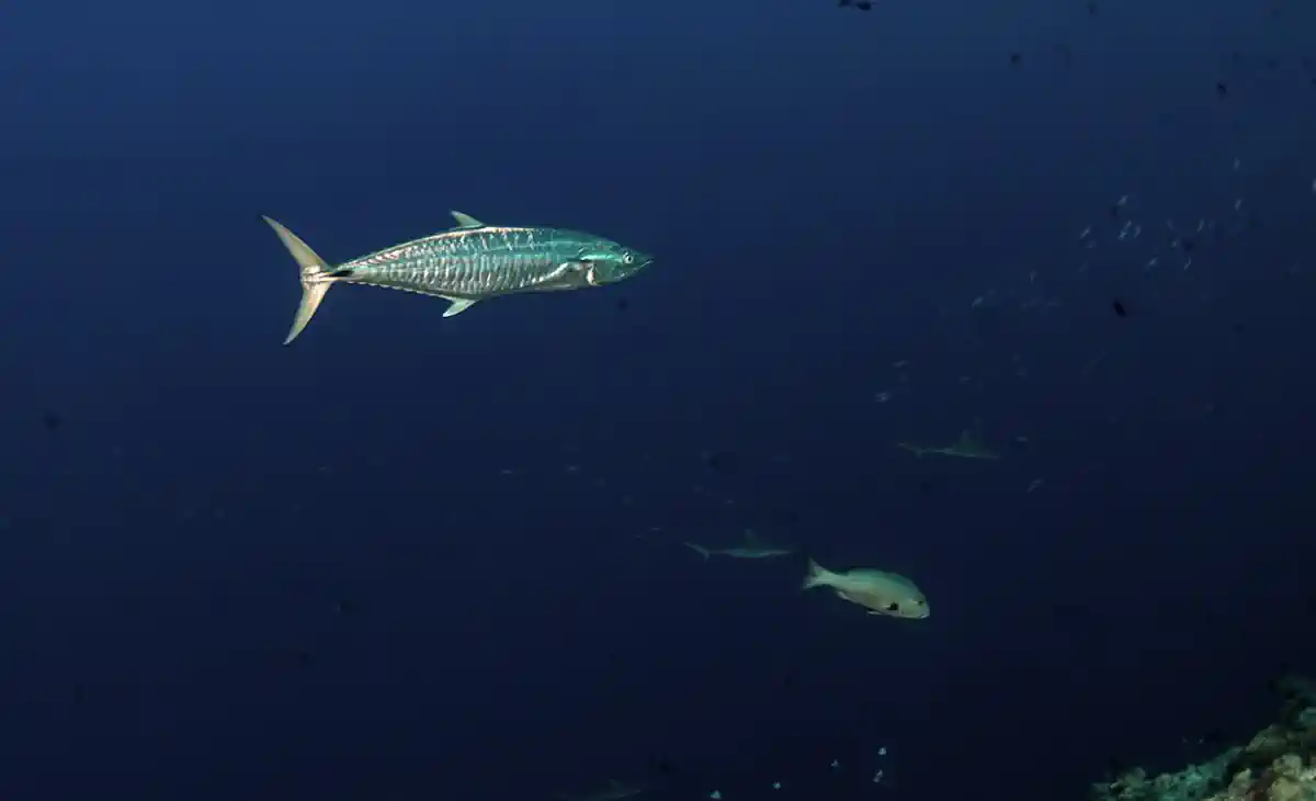 Cavala: Guia Completo do Peixe Veloz que Domina as Águas Brasileiras 15 Cavala Guia Completo do Peixe