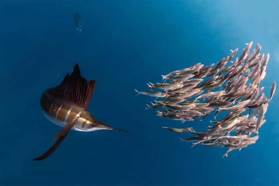 Peixe Agulhão-Bandeira: Guia Completo de Pesca da Espécie Mais Espetacular do Atlântico 3 Peixe Agulhão-Bandeira