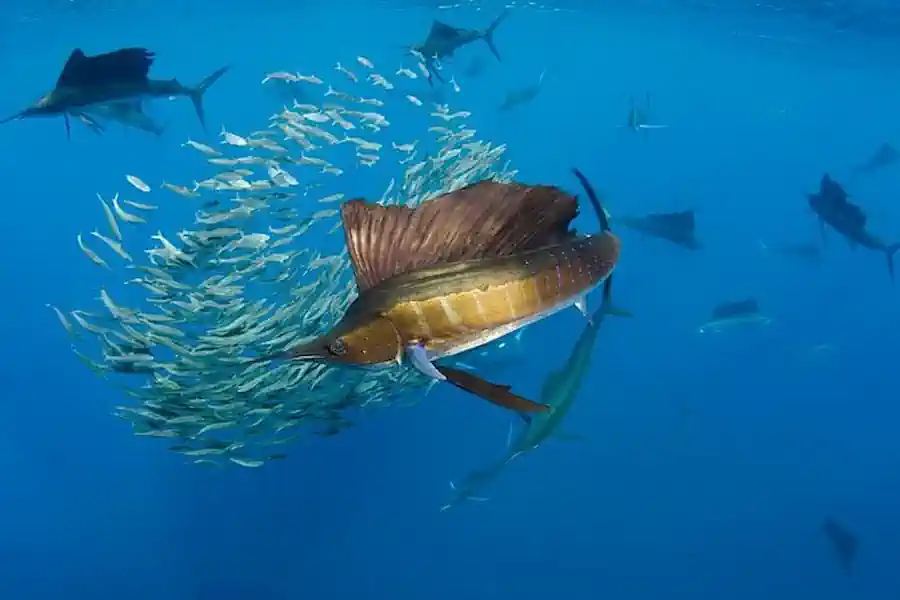 Peixe Agulhão-Bandeira: Guia Completo de Pesca da Espécie Mais Espetacular do Atlântico 2 Peixe Agulhão-Bandeira