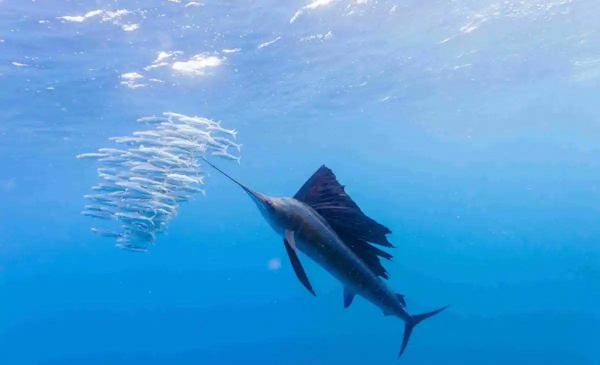 Peixe Agulhão-Bandeira: Guia Completo de Pesca da Espécie Mais Espetacular do Atlântico 6 Peixe Agulhão-Bandeira