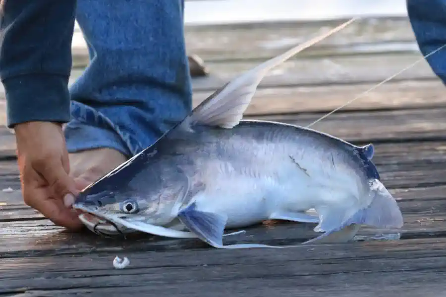 Peixes de Alto Mar: Nomes, Identificação e Dicas de Pesca 2 Peixes de Alto Mar