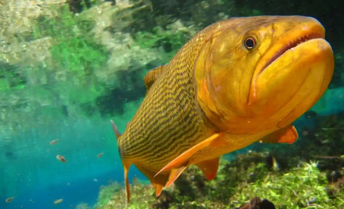 Peixes de Alto Mar: Nomes, Identificação e Dicas de Pesca 7 Peixes de Alto Mar