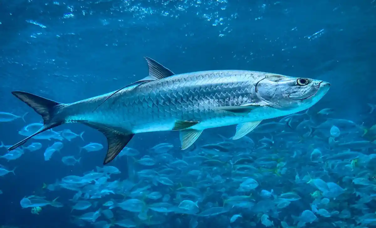 Pesca do Tarpão: Guia Completo com 10 Dicas Para Pescar o Rei Prateado 3 Pesca do Tarpão Guia Completo