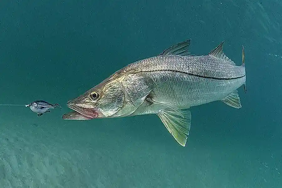 Robalo: O Rei do Mangue – Características, Pesca e Espécies no Brasil 2 Robalo O Rei do Mangue