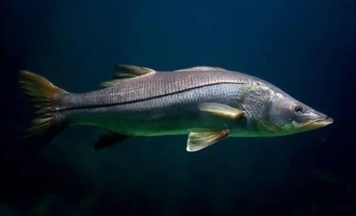 Robalo: O Rei do Mangue – Características, Pesca e Espécies no Brasil 9 Robalo O Rei do Mangue