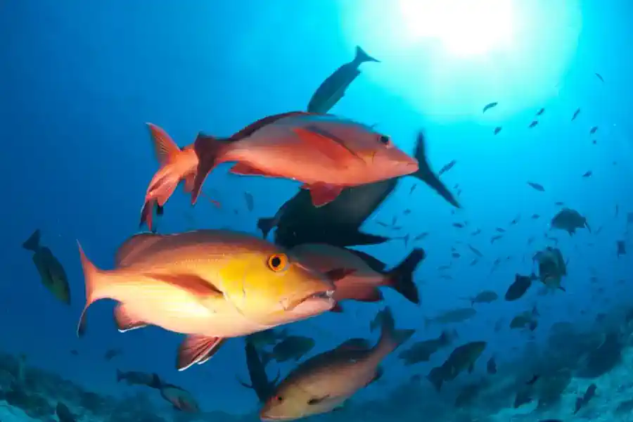 Vermelho-Cioba: Guia Completo do Peixe Mais Valorizado do Nordeste Brasileiro 2 Vermelho-Cioba Guia Completo