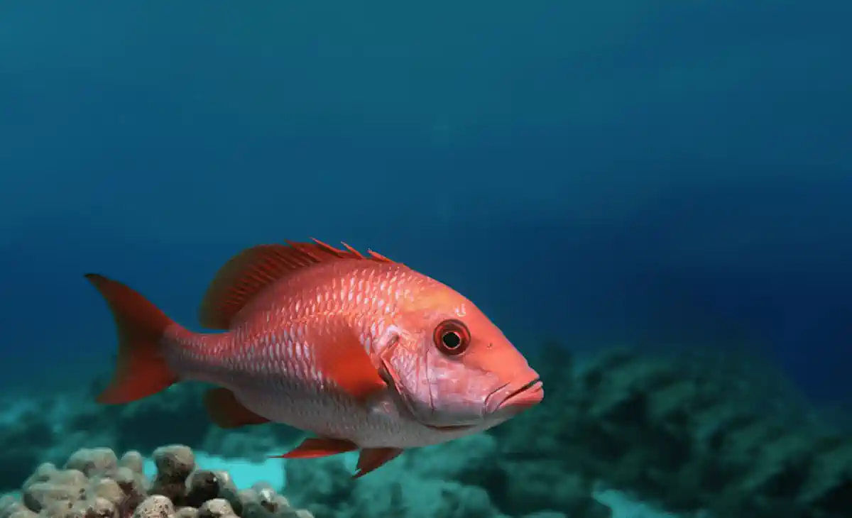 Vermelho-Cioba: Guia Completo do Peixe Mais Valorizado do Nordeste Brasileiro 14 Vermelho-Cioba Guia Completo