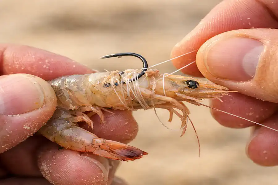 Pesca de Praia em 2026: O Guia Definitivo para Ler o Mar, Montar o Chicote e Não Voltar Sapateiro 2 Pesca de Praia em 2026